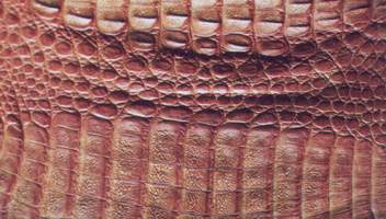How to identify a Caiman skin How to identify a Caiman skin